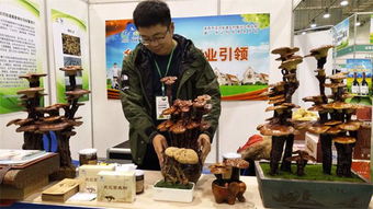青島品牌農(nóng)產(chǎn)品引爆消費(fèi)熱潮 從十元韭菜到千元靈芝，盡顯品牌魅力與市場活力