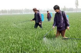 食物紐帶 初級農產品構建的人際關系基石